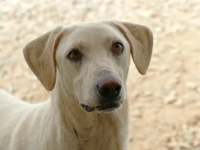 Damocle sucht sein Zuhause (noch auf Sardinien)