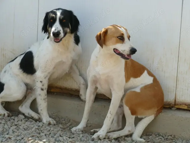 Osiris sucht ihr Zuhause (noch auf Sardinien)