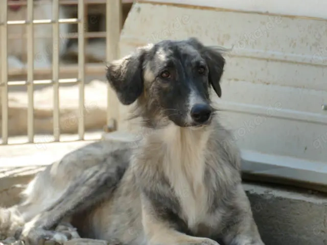 Dabby sucht ihr Zuhause (noch auf Sardinien)
