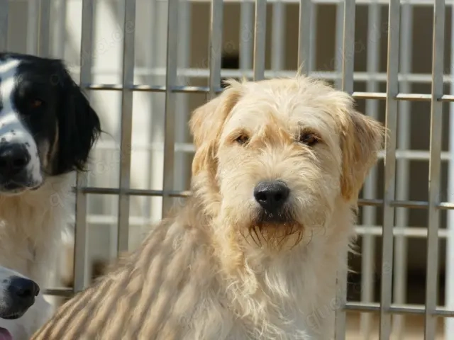 Onda sucht ihr Zuhause (noch auf Sardinien)