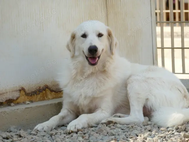 Zorion sucht sein Zuhause (noch auf Sardinien)