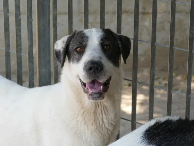 Armonia sucht ihr Zuhaue (noch auf Sardinien)