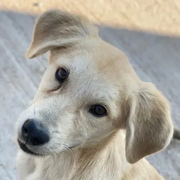 Shaggy, geb. ca. 04 2025, lebt in GRIECHENLAND, im städt. Tierheim Serres 