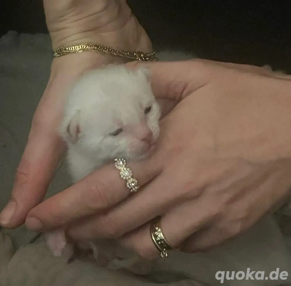 Bengalkitten Snow Lynx