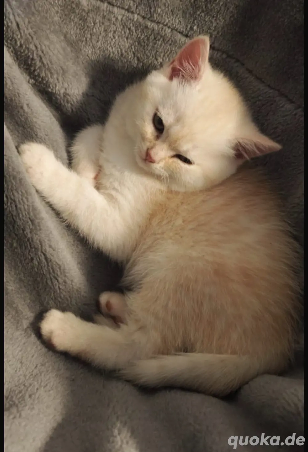 zum Verkaufen drei süsse BKH Kitten