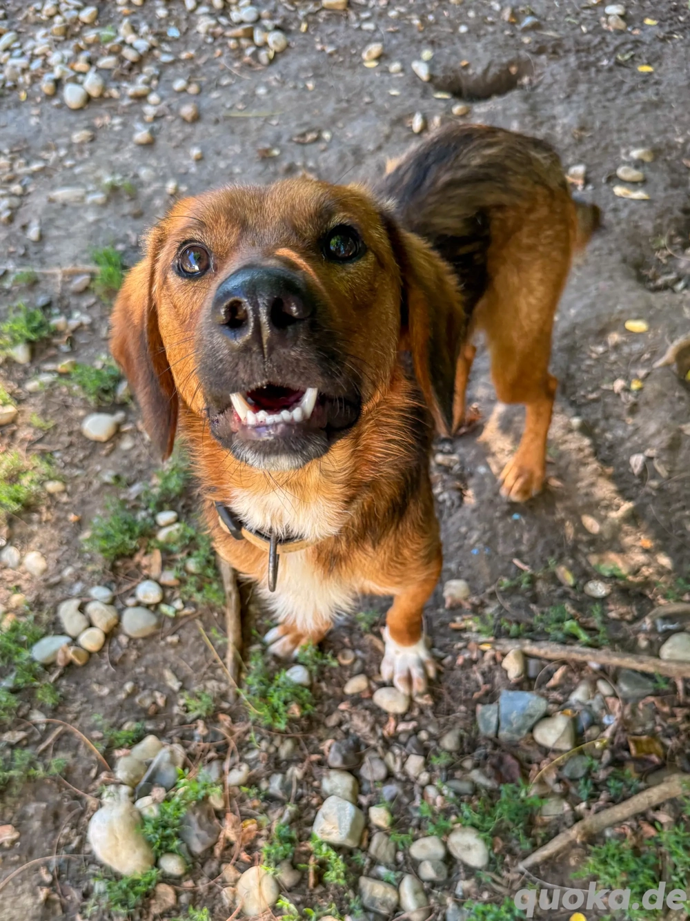Lustiger DARIO sucht sein Für-immer-Zuhause