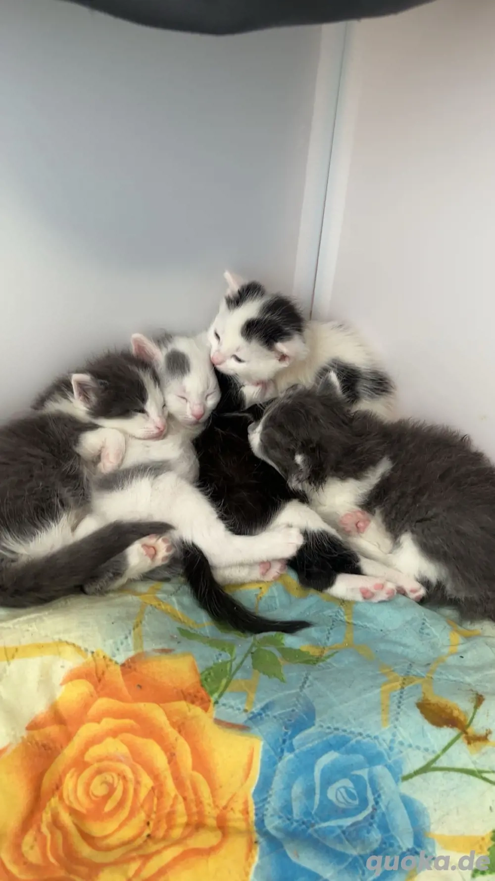 5 kätzchen abzugeben ab mitte november