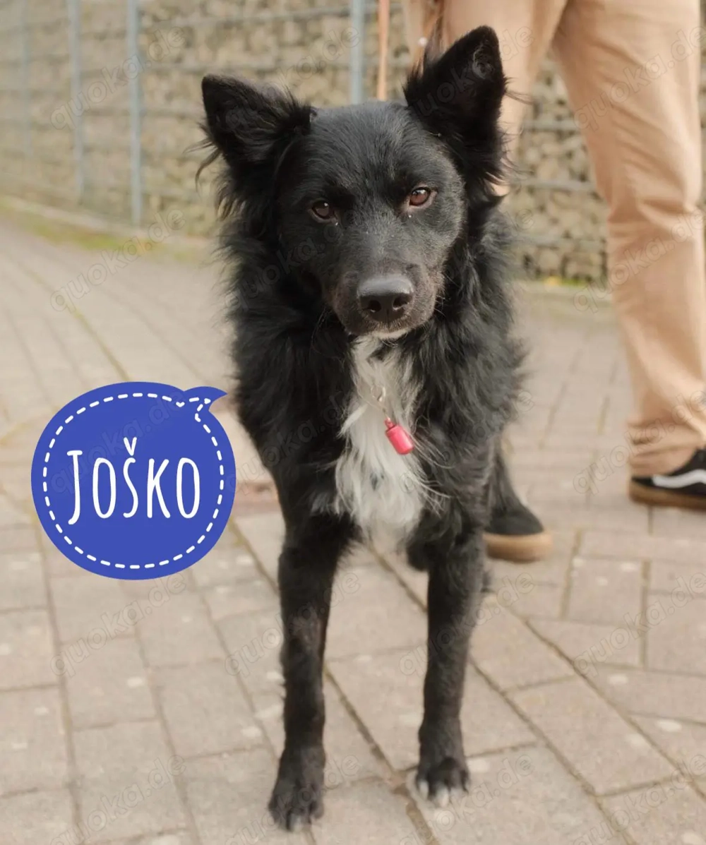 Josko, wunderschöner Mix Kroatischer Schäferhund   Mudi