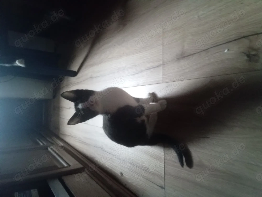 Kätzchen  ,Mixkätzchen  Hauskätzchen 