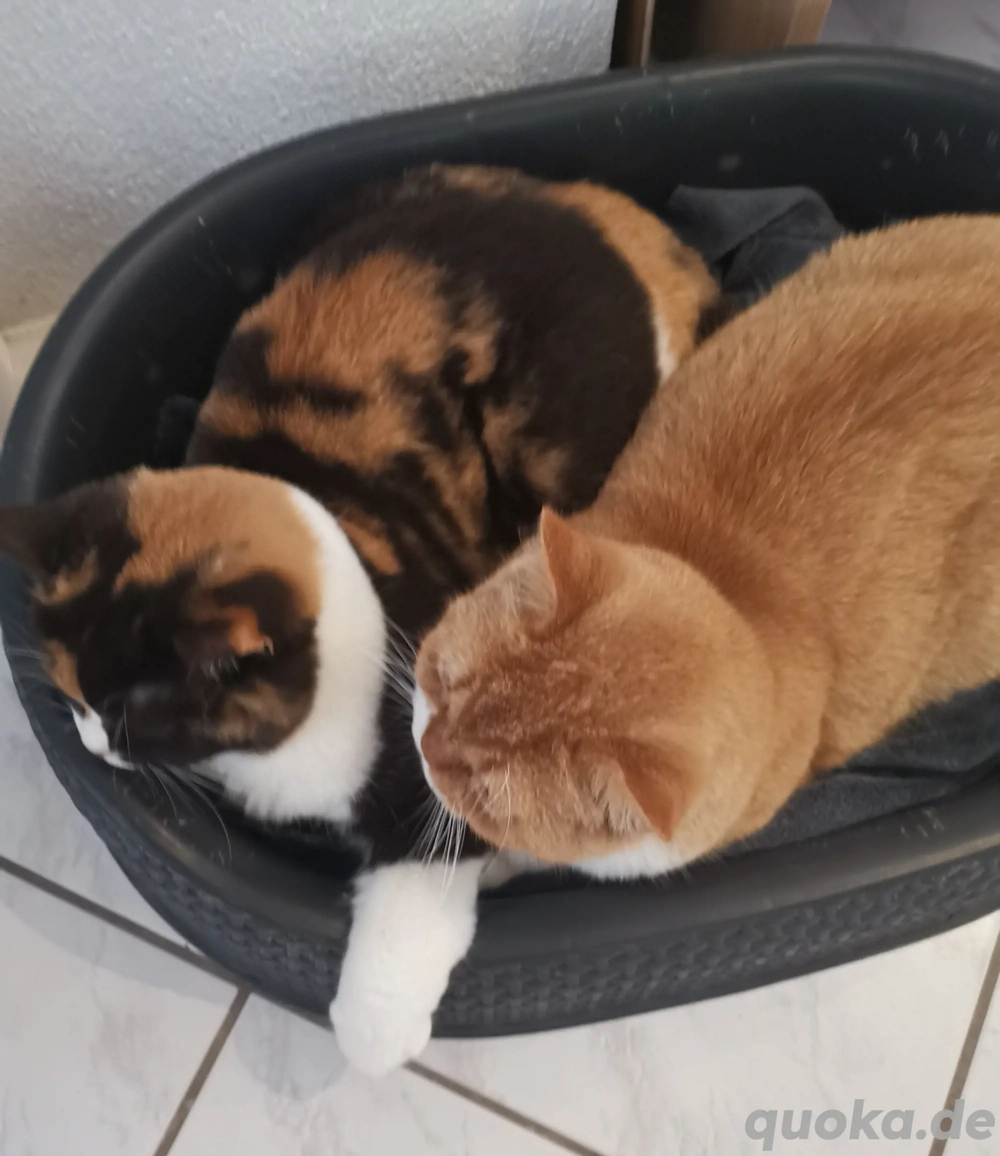 BKH britisch Kurzhaar Katerchen rot weiß kastriert 