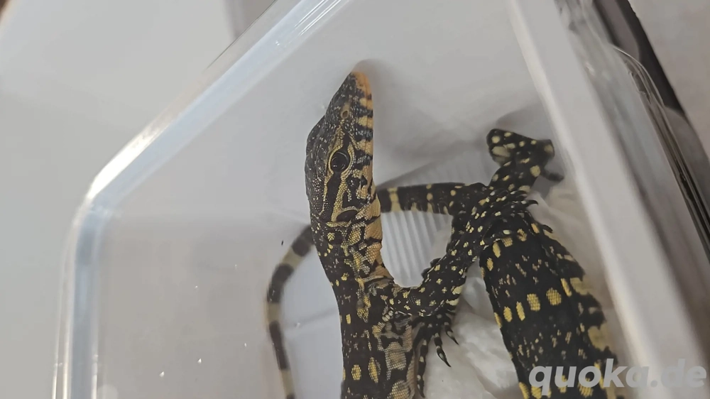 Varanus Ornatus