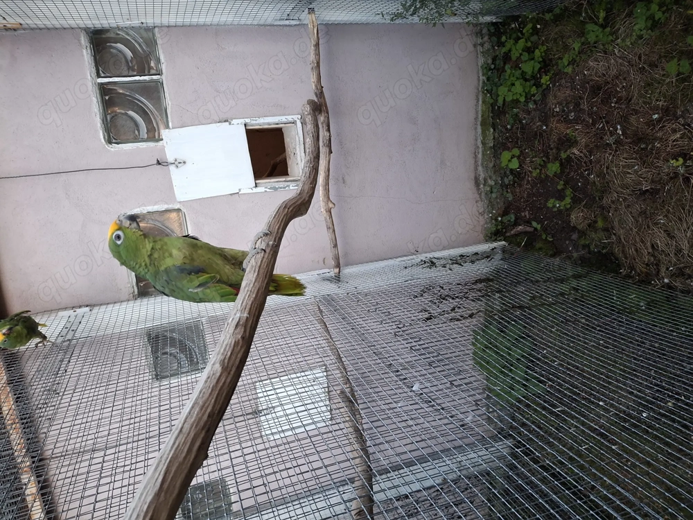 Gelbscheitelamazonen