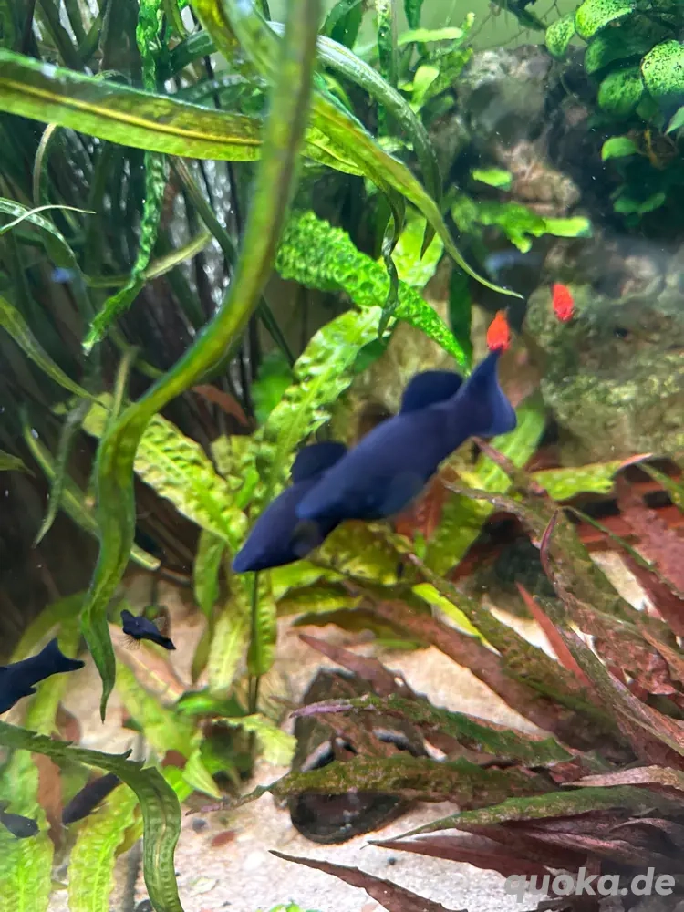 Black Molly zu verschenken