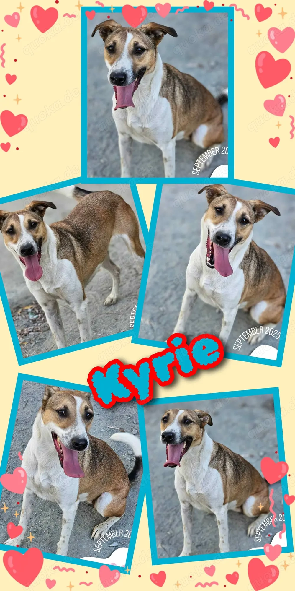 liebe, freundliche Hündin "Kyrie" hofft endlich auf Ihre Chance und sucht ein Zuhause 