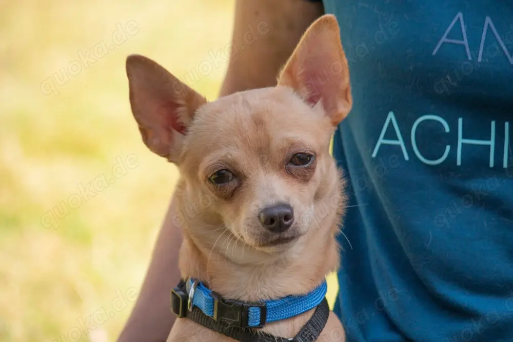 Madita - 10 Monate - Chihuahua - Tierhilfe Franken e.V.