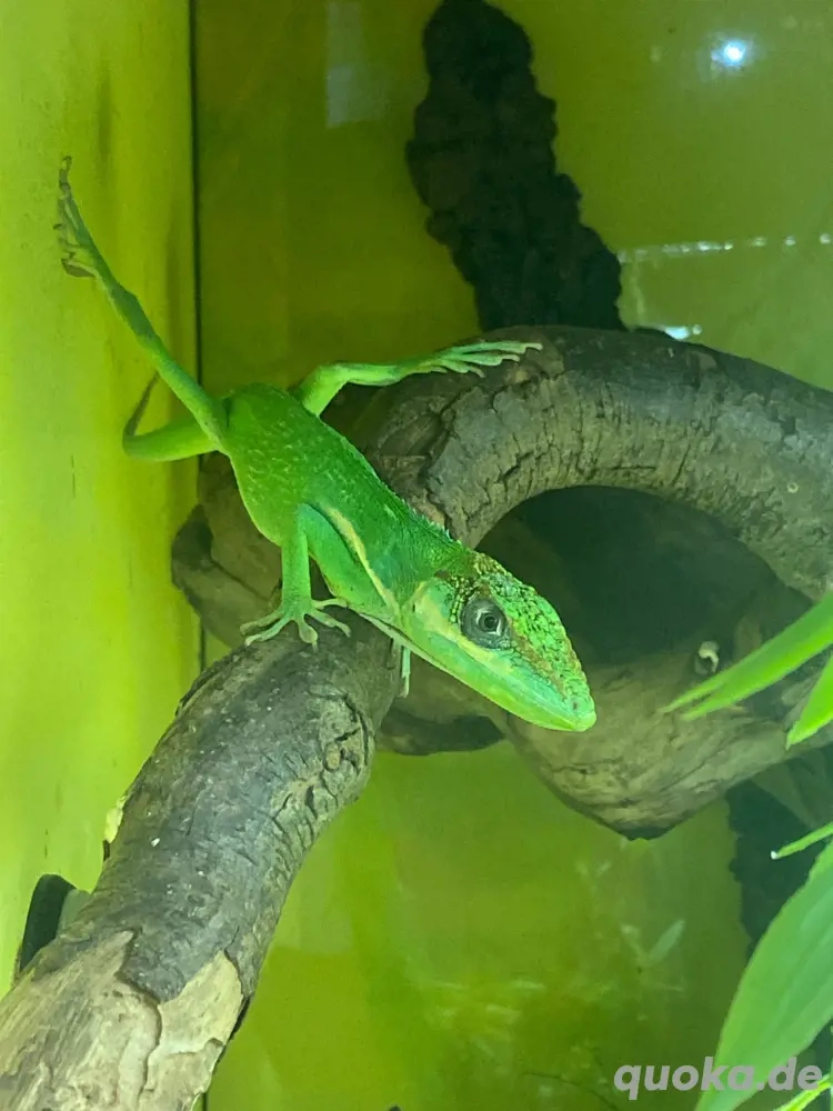 Ritteranolis 1.1