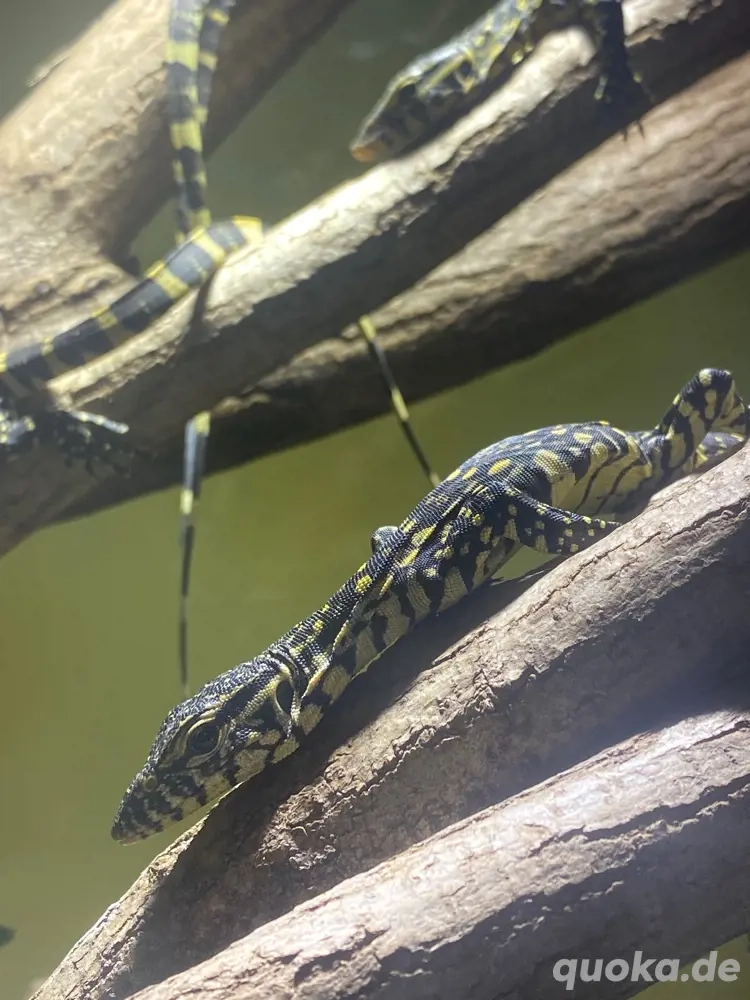 Varanus ornatus 