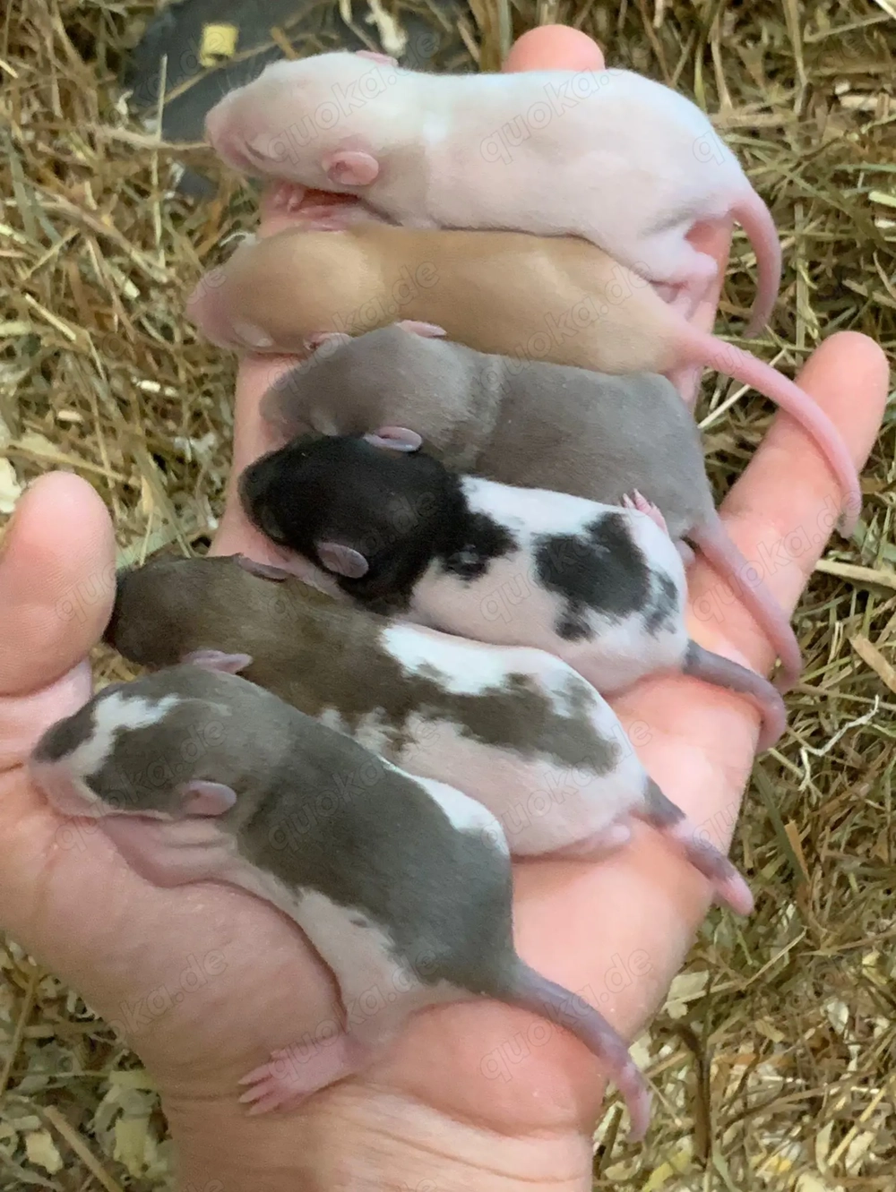 Zahme, soziale Ratten aus seriöser, liebevoller Zucht 