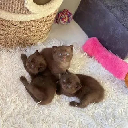 Reinrassige BKH-Kitten abzugeben