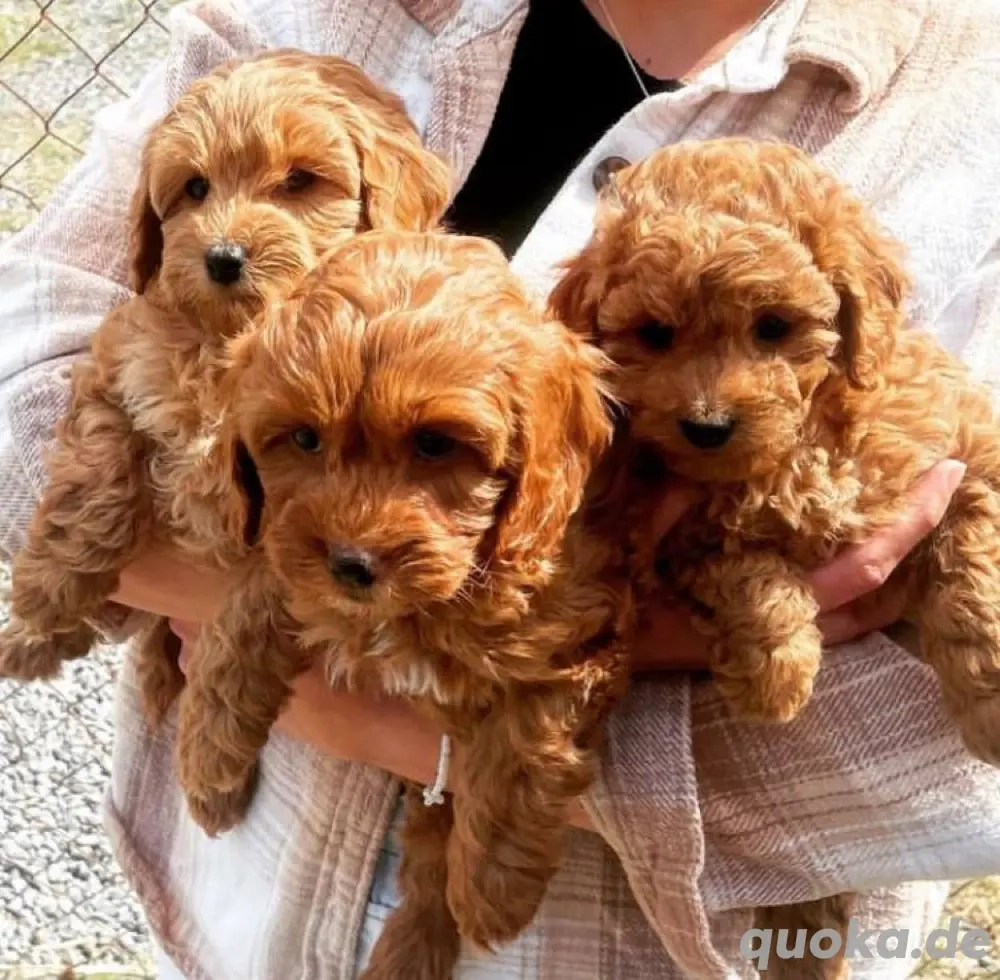 Cavapoo mini welpen
