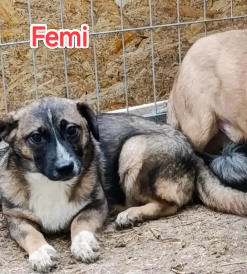 Femi soll nicht im Tierheim aufwachsen