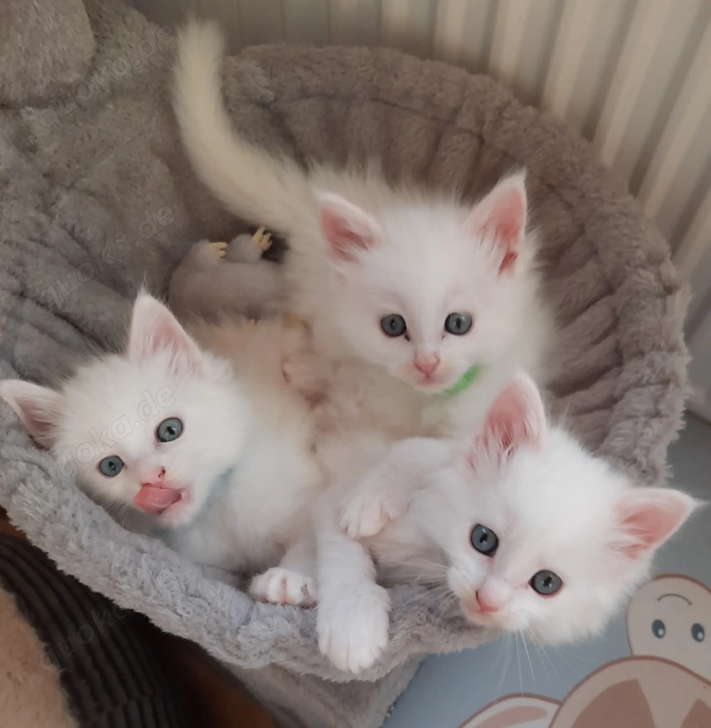 Weiße Maine Coon Kitten Weiße Maine Coon Kitten