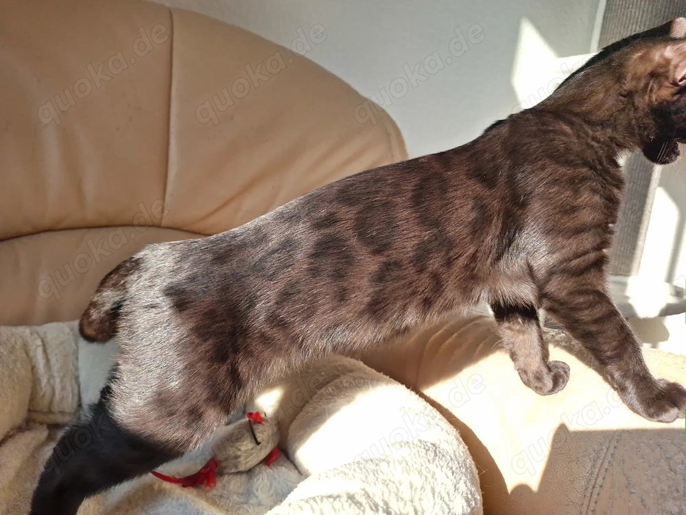 Noch 1 seltenes Bengal Mädchen in melanistic Abgabebereit!