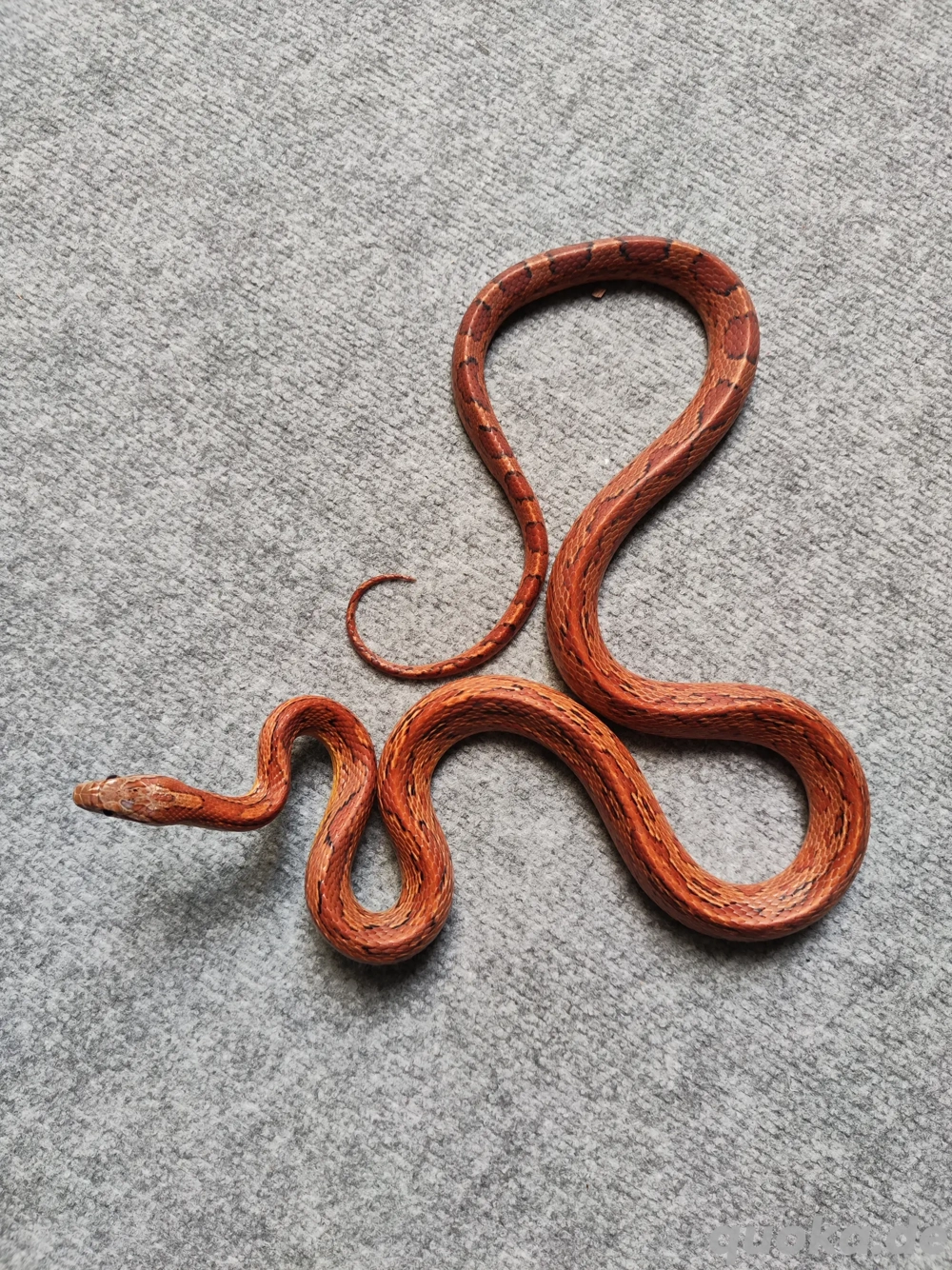 Kornnatter 1.0 Wildfarben (Aztec) het Anery Bloodred ph Hypo