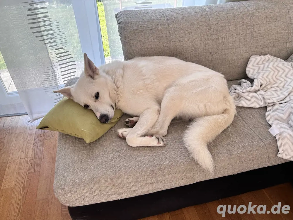 Loki sucht ein neues Zuhause  Loki sucht ein neues Zuhause