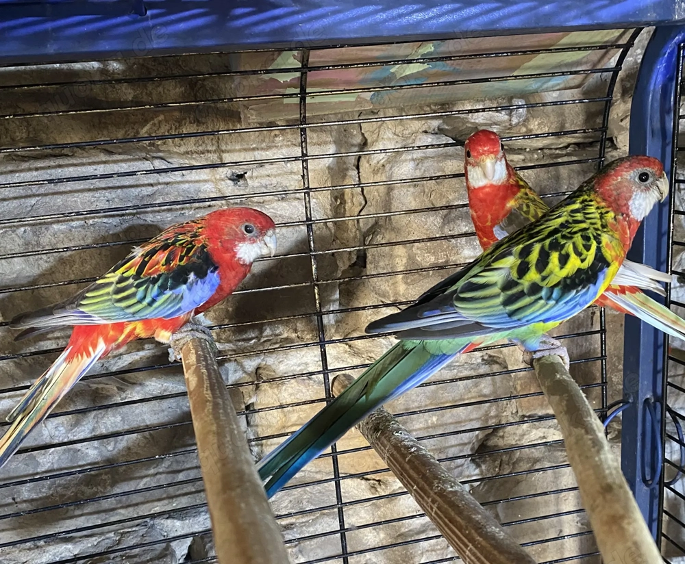 Rosella s abzugeben 