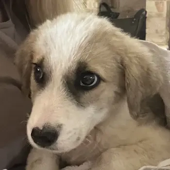 Manfred, geb. ca. 06 2025, lebt in GRIECHENLAND, auf einer privaten Pflegestelle