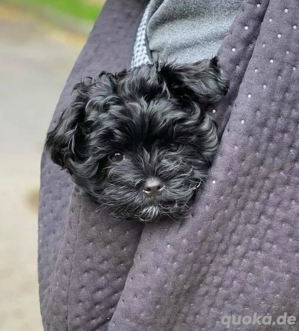Mini Maltipoo Welpen, treue Gefährten fürs Herz