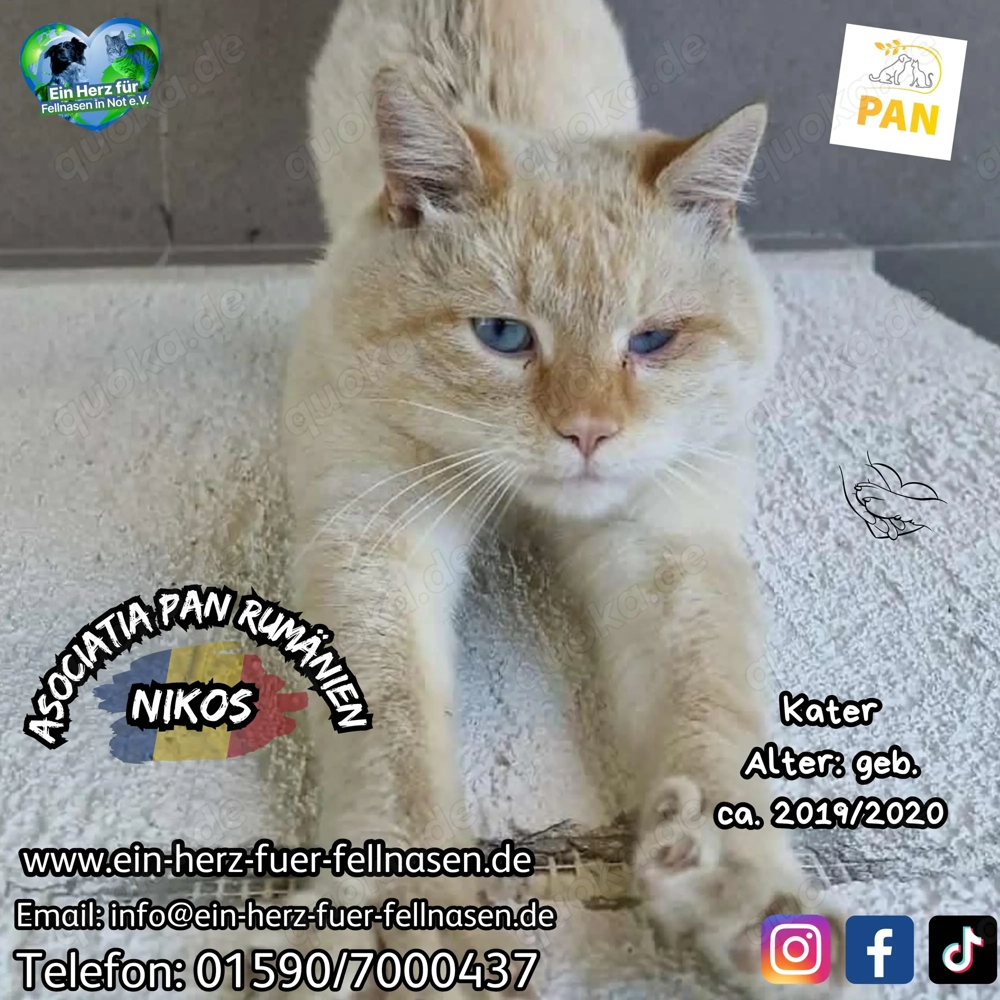 Nikos sucht sein Für-immer-Zuhause