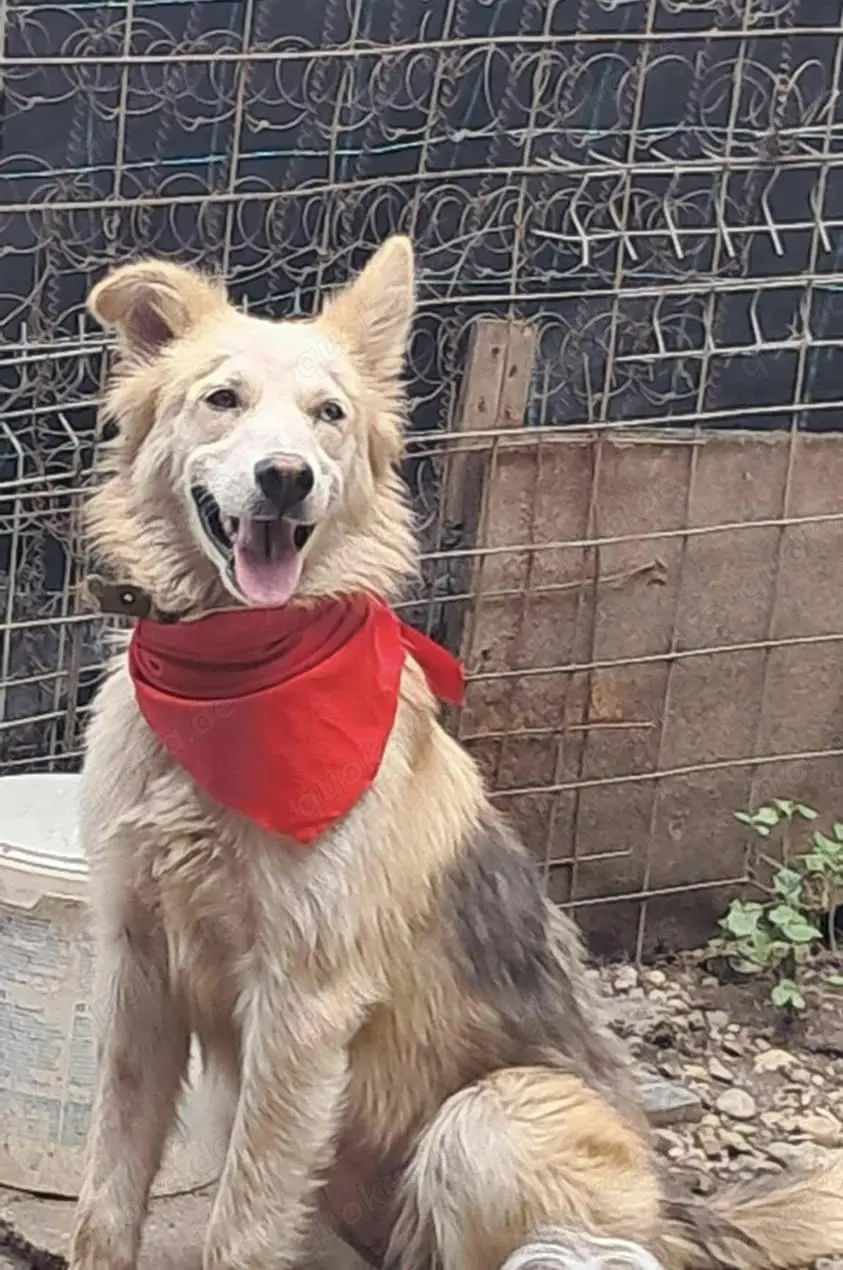 Ronja, sanftes Wesen sucht Menschen mit Herz