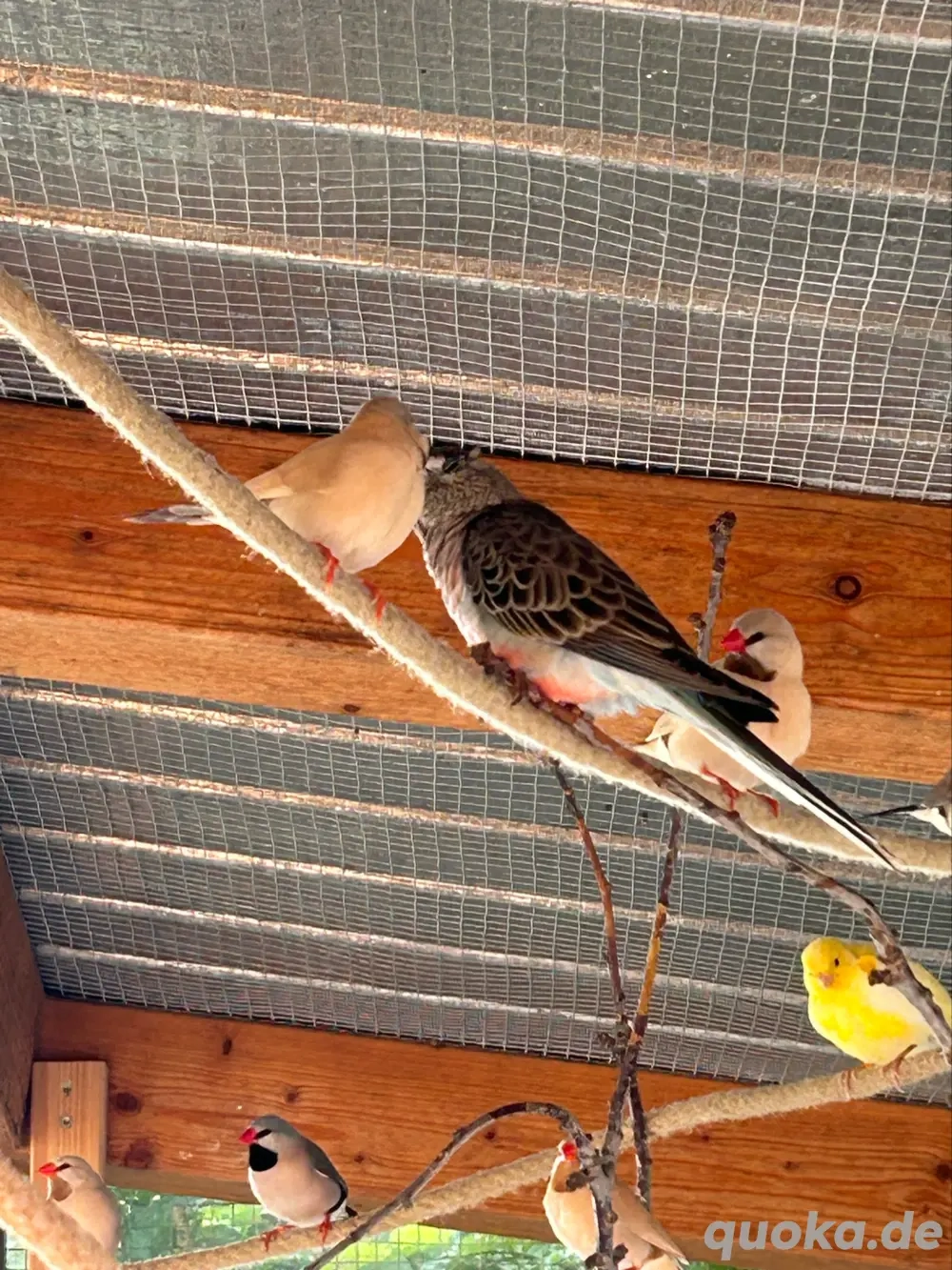 Bourkesittiche 