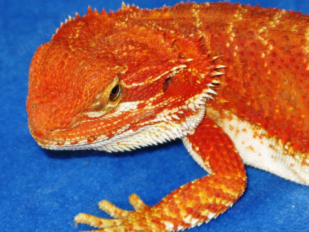 Farbintensive Bartagamen rot und citrus-rot Mix, ca. 25 - 28 cm (Versand möglich)