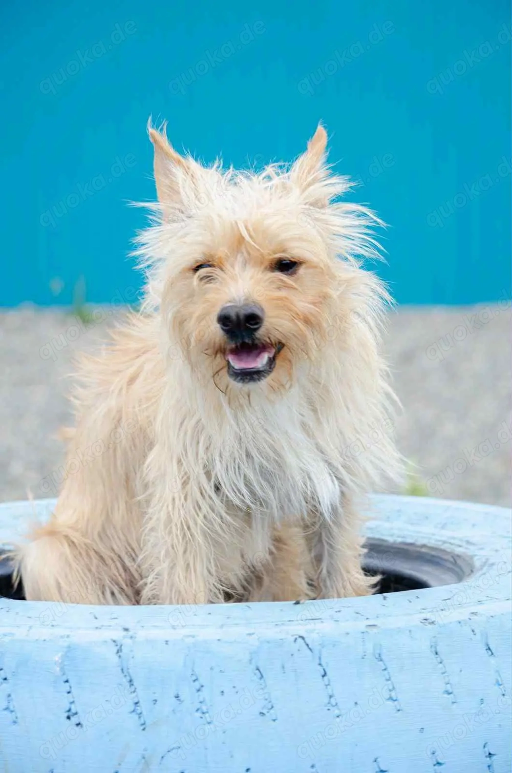 Süßer Jetem sucht liebevolle Familie