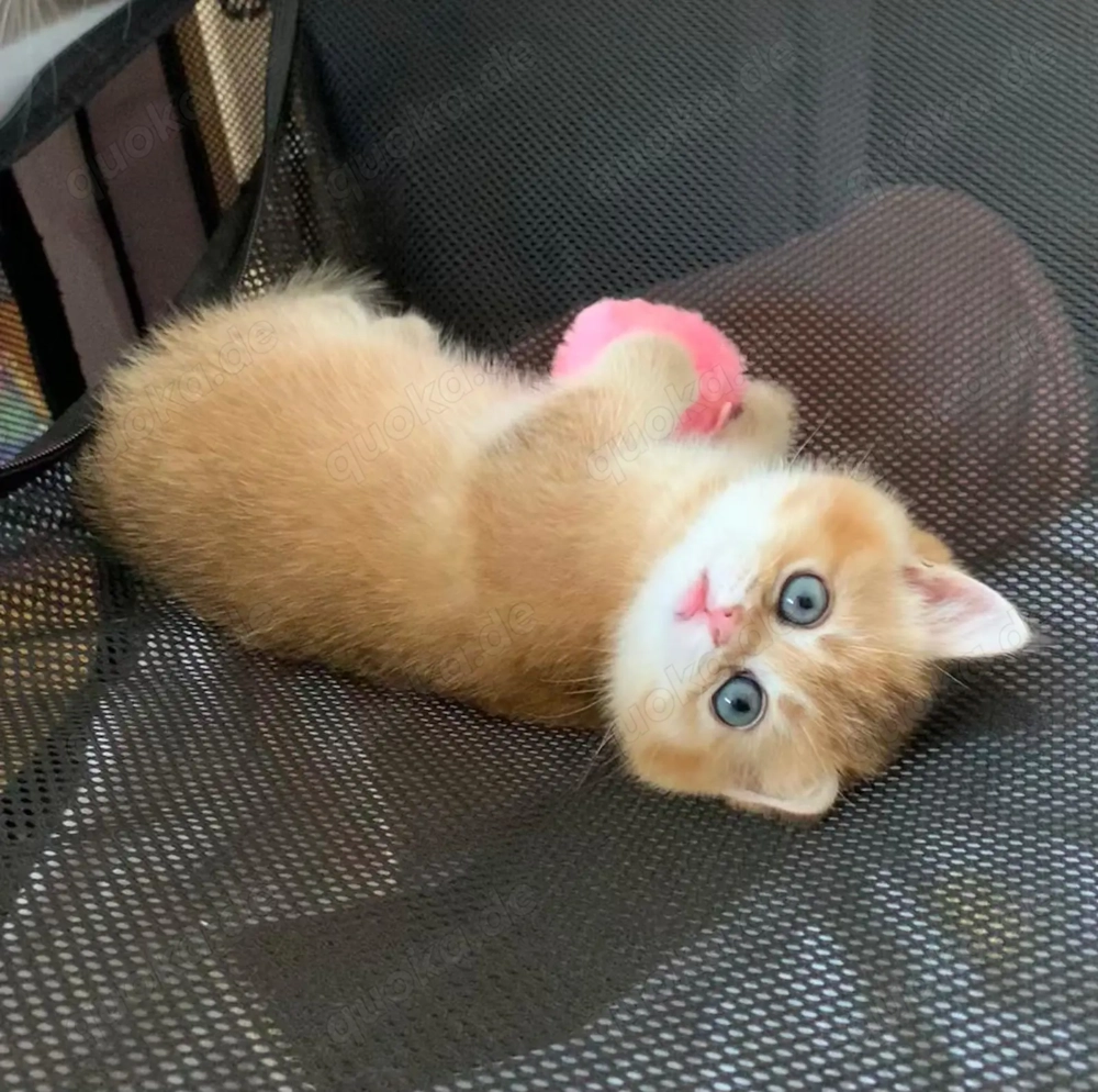 Reinrassige BKH-Kitten (black golden shaded & black golden tabby ticked) mit Stammbaum und Impfungen