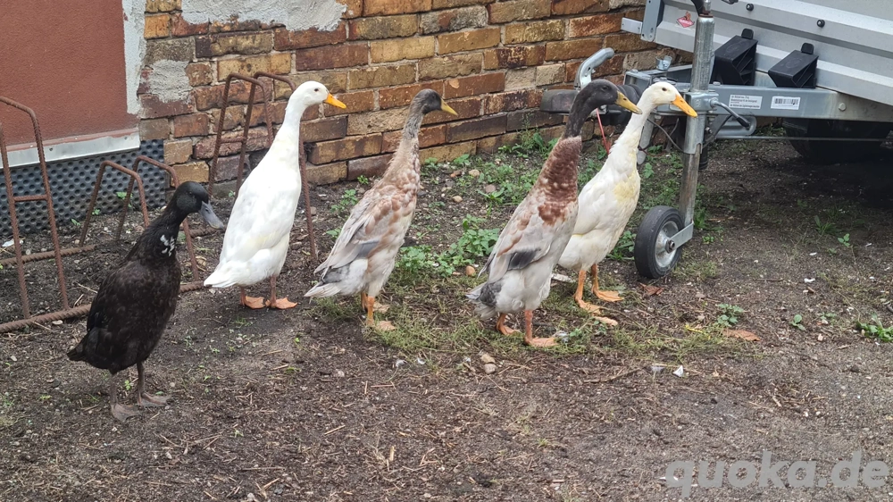 Laufenten aus Naturbrut