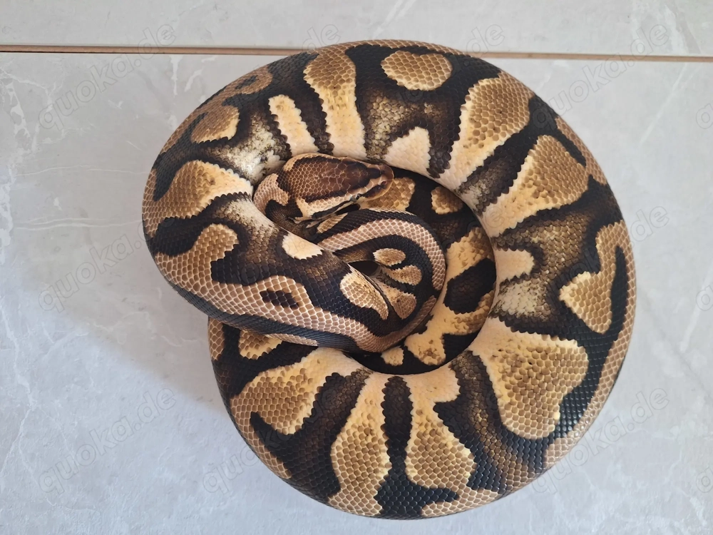Pastel dh pied clown und Banana pastel dh pied clown 