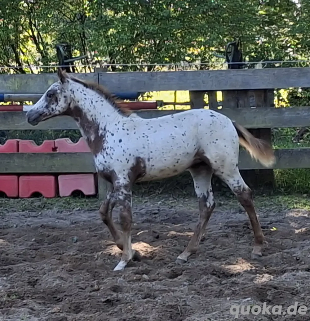 Knabstrupper Stutfohlen zu verkaufen