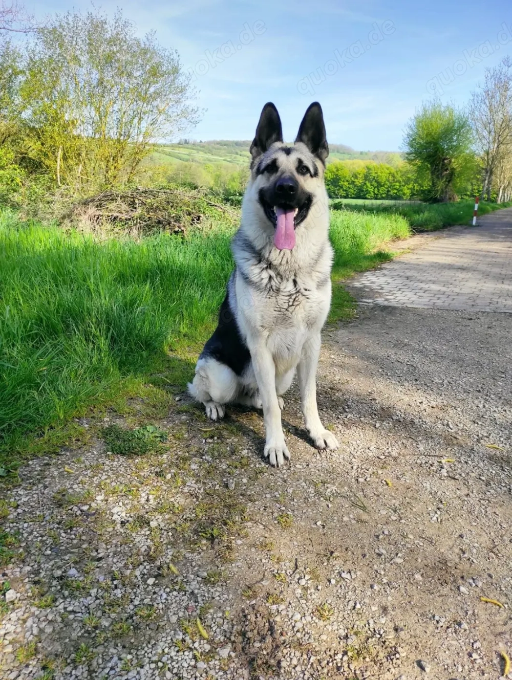 Osteuropäischer Schäferhund Deckrüde