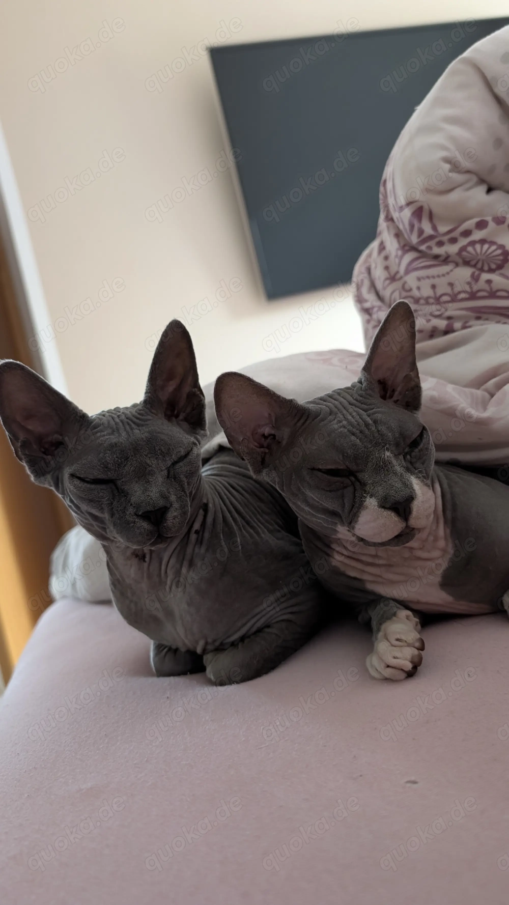 Zwei weibliche Sphynxkatzen abzugeben 