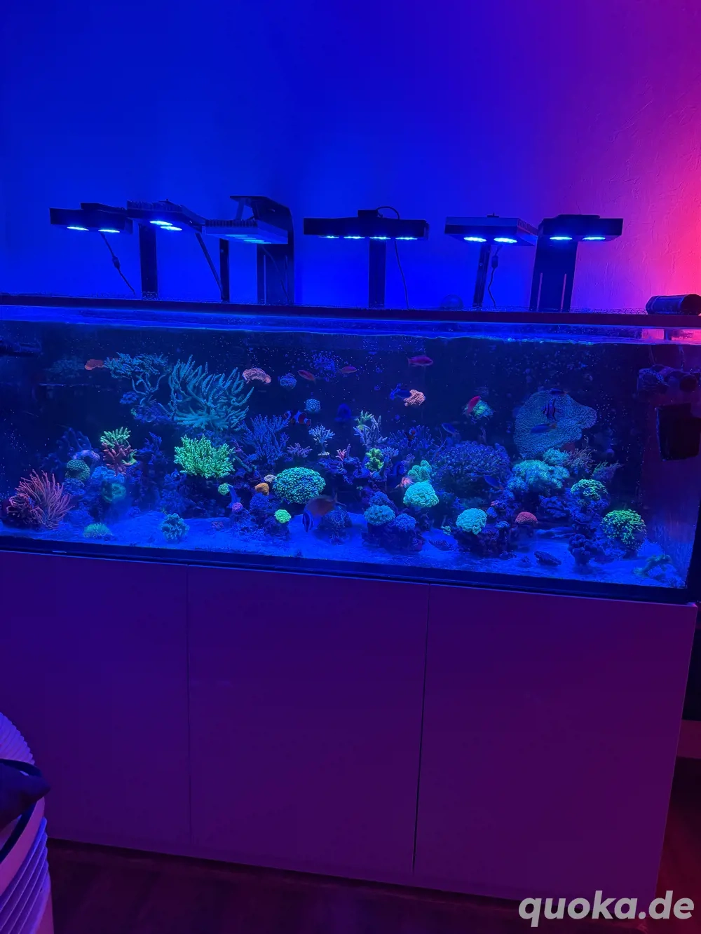 Ableger Acropora , montipora 