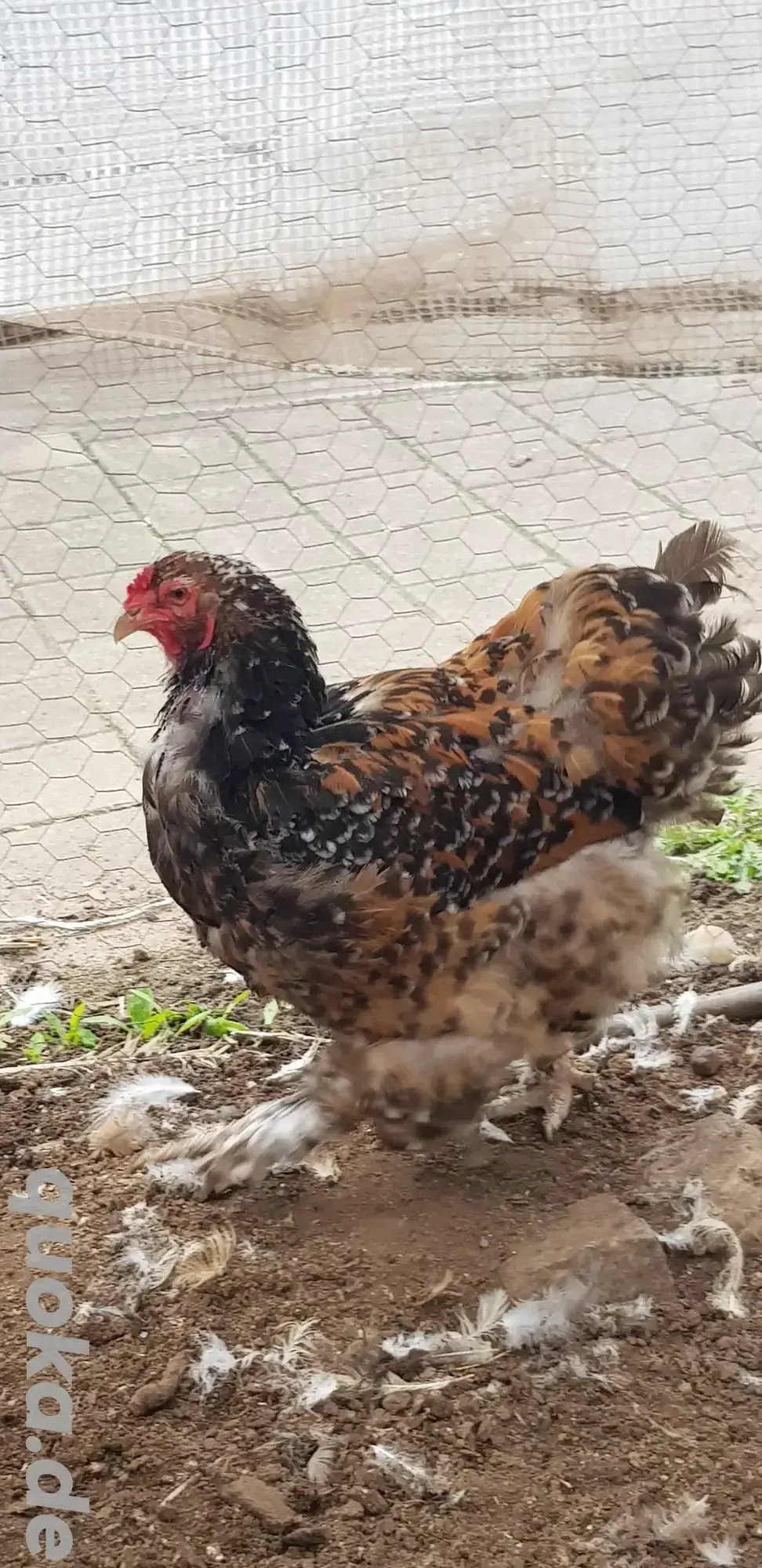 Brahma Hennen reinrassig, große Rasse