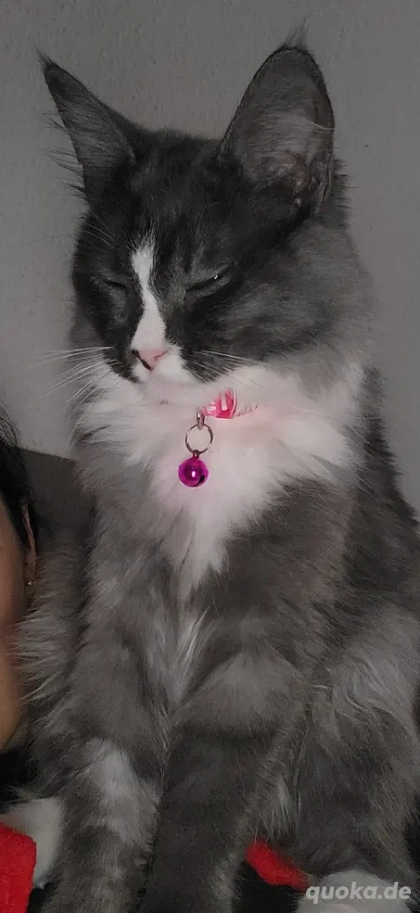 nur noch letzte maincoon weibchen    