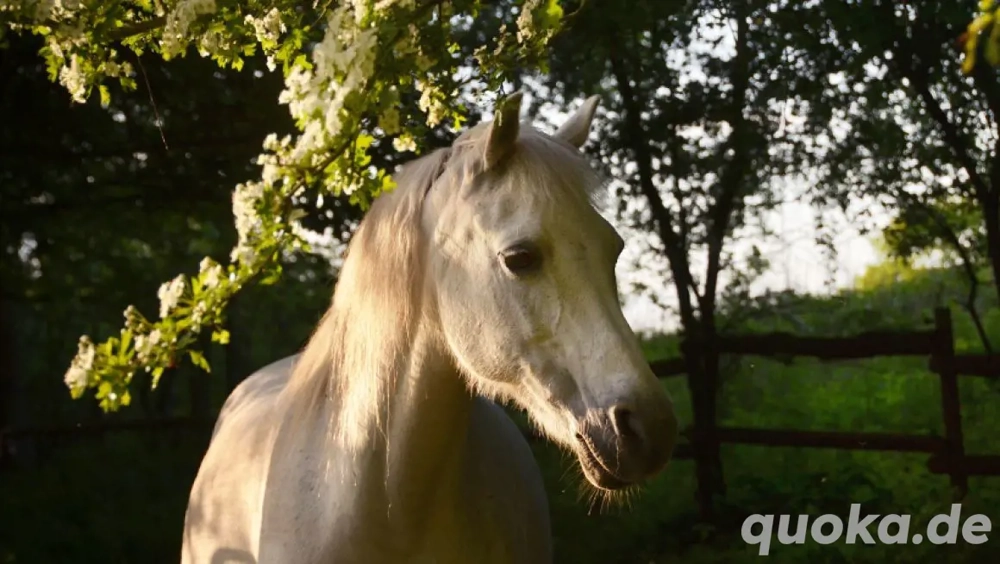 Suche Pferd zur Verfügung mit Kaufoption oder zum Kauf