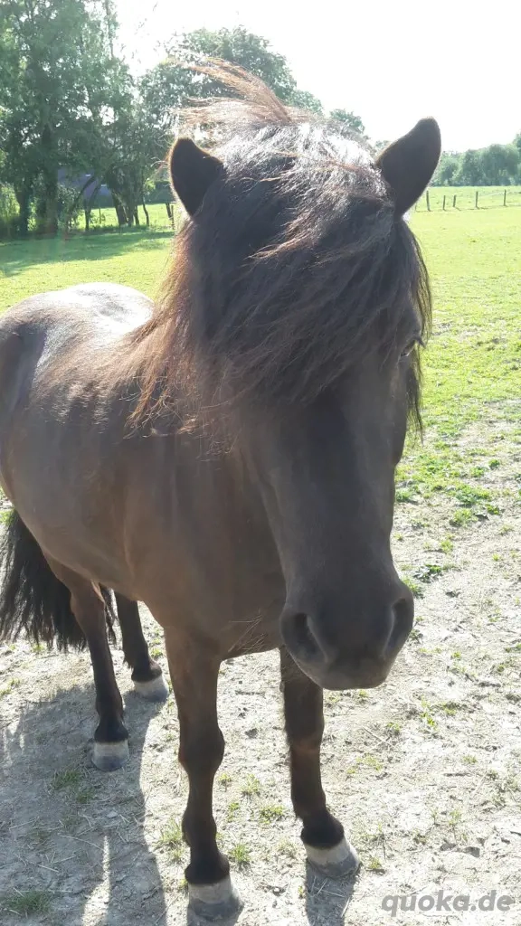 Suche ein Pony zur Verfügung mit Kaufoption oder zum Kauf