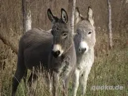 Zwerg und oder Riesenesel gesucht