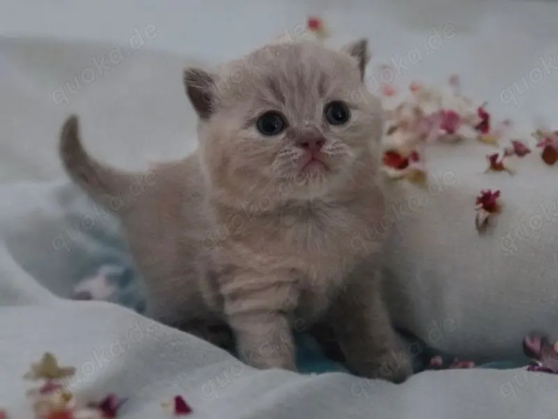 Reinrassige BKH Kitten !